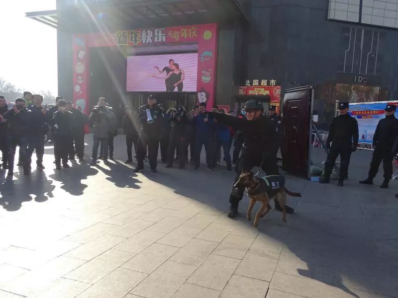 德州警犬训练视频,带大家认识警犬养成记