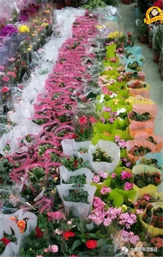 大连免费赏花好去处,逛遍大连