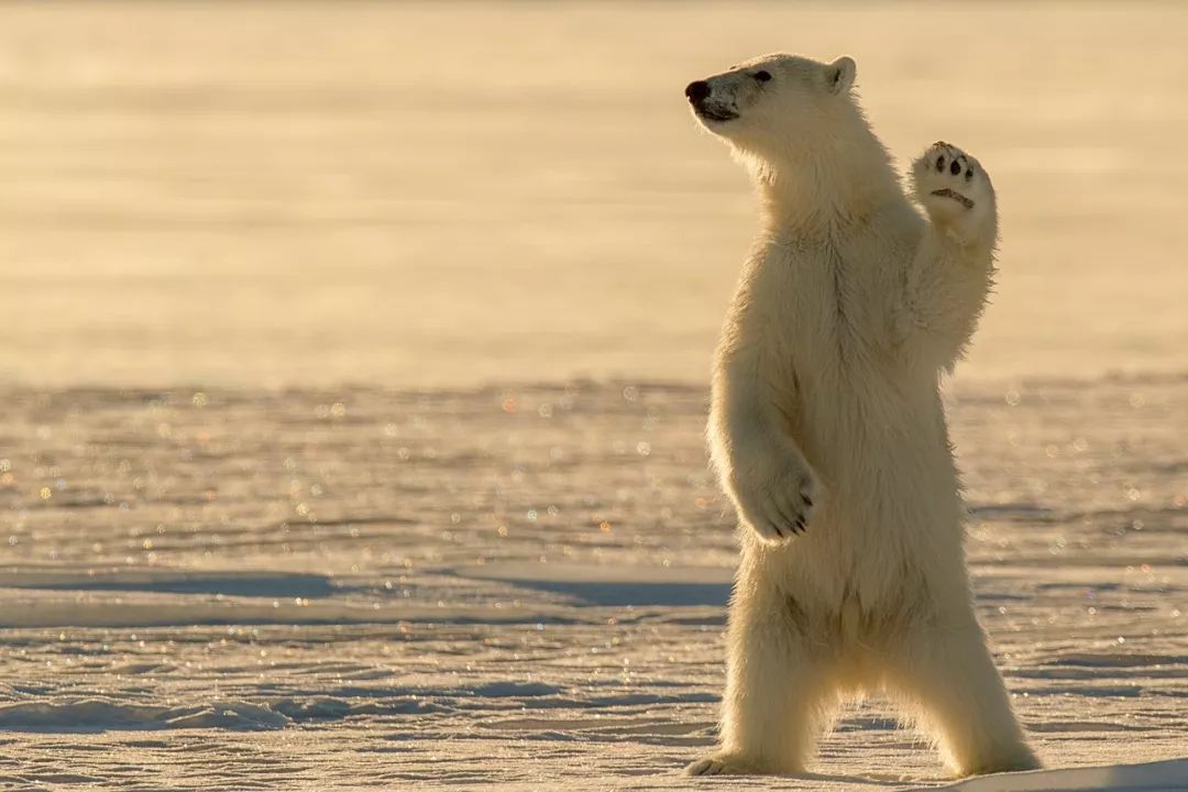 被北极熊追杀，抓拍鲨鱼咬向自己的瞬间……68岁摄影师玩命告诉你：为什么外国人这么少？