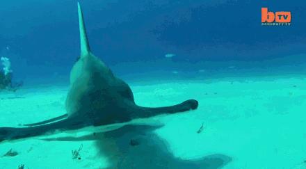 被北极熊追杀，抓拍鲨鱼咬向自己的瞬间……68岁摄影师玩命告诉你：为什么外国人这么少？