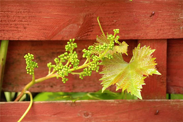 解读什么是真正的养生,什么是养生黄帝内经的答案