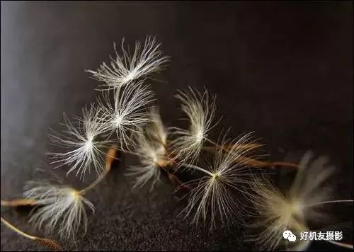 新手必须掌握的7个微距摄影技巧,光影留情谈微距拍摄技巧