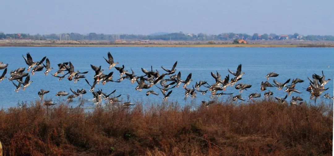 武汉竹叶海湖生态湿地公园,武汉东湖绿道湿地公园