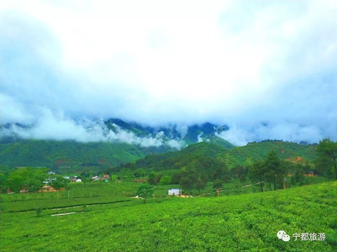 小布岩茶基地,广州小布岩茶