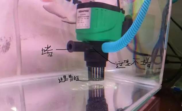 老鼠鱼清理鱼缸粪便效果如何,底砂过滤鱼缸粪便怎么清理