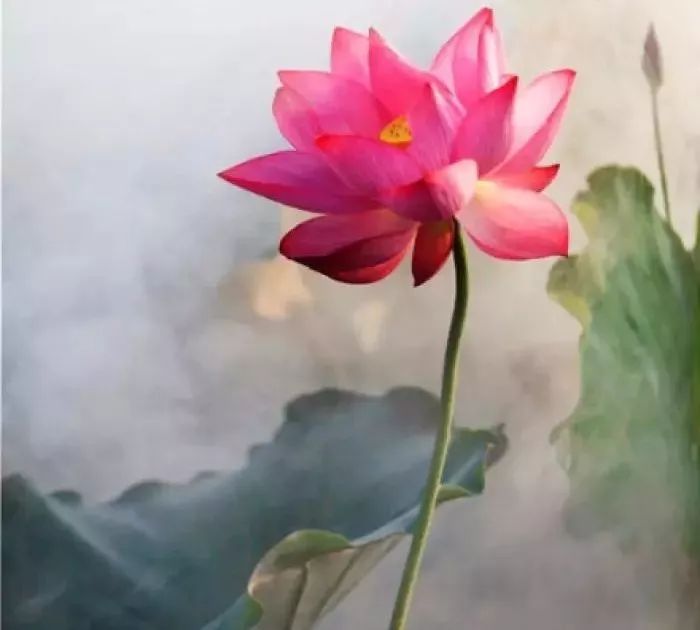 我见过最才华横溢的诗,关于才华横溢的诗句有哪些