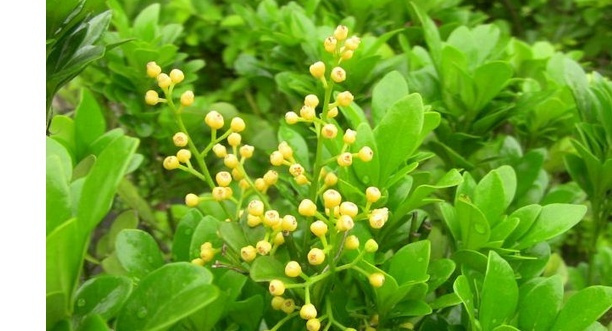 米兰花的养殖方法怎样,米兰花的养殖方法