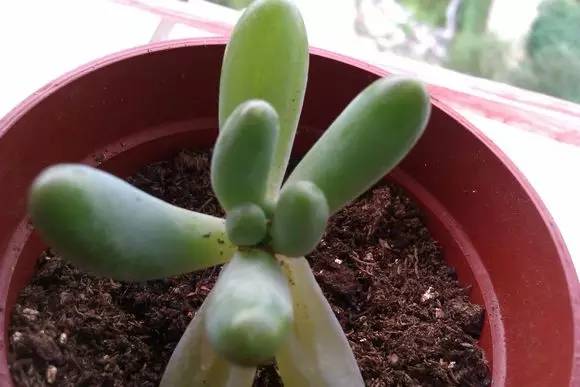 网购来的多肉叶片化水怎么办,施肥会导致多肉叶片化水吗