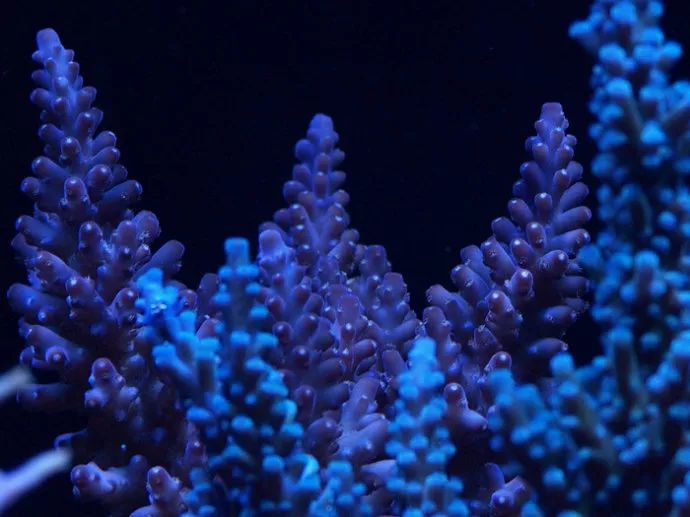 玩SPS，就像炒鸡蛋！