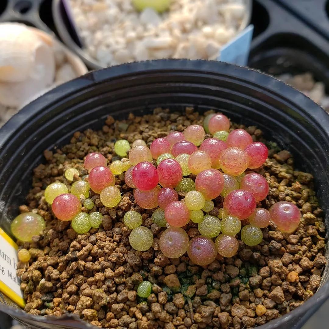 情人节趣味多肉,情人节多肉