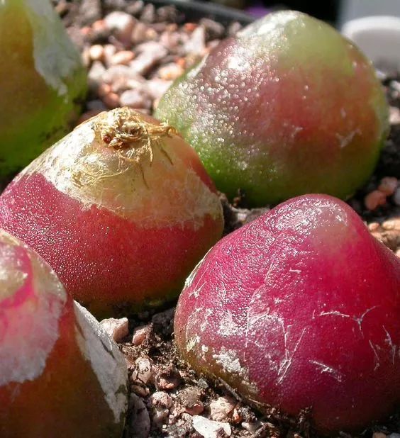 情人节趣味多肉,情人节多肉