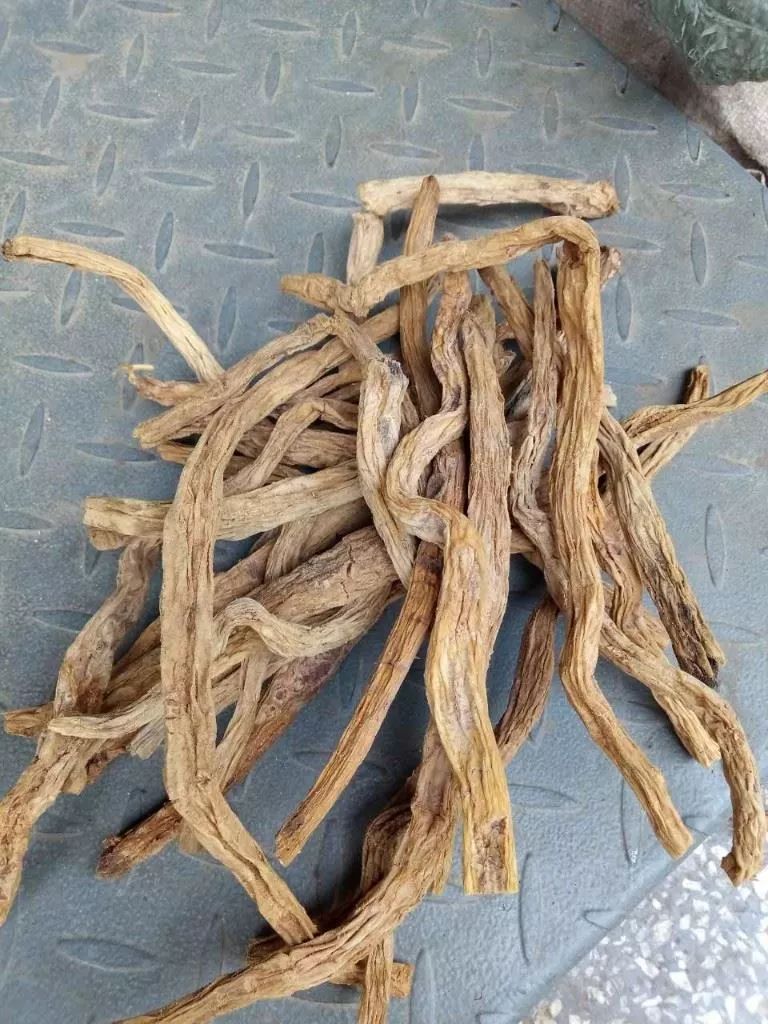 「百草园」止咳化痰温润肺气——百部(九十一)