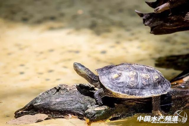 餐桌上的甲鱼怎样吃,家养小甲鱼吃什么长得最快