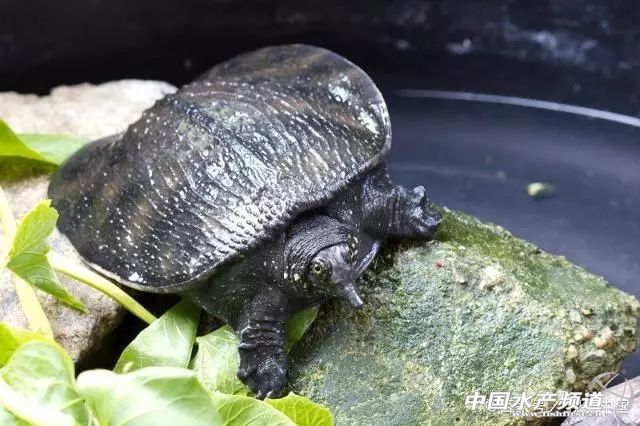 餐桌上的甲鱼怎样吃,家养小甲鱼吃什么长得最快