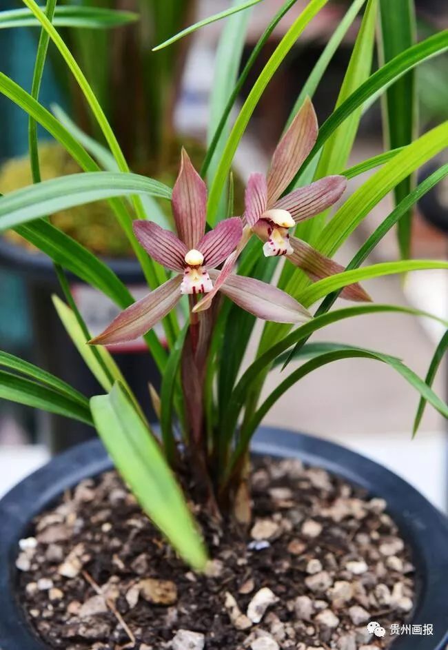 关于兰花的唯美意境诗句,关于兰花香溢的唯美诗句