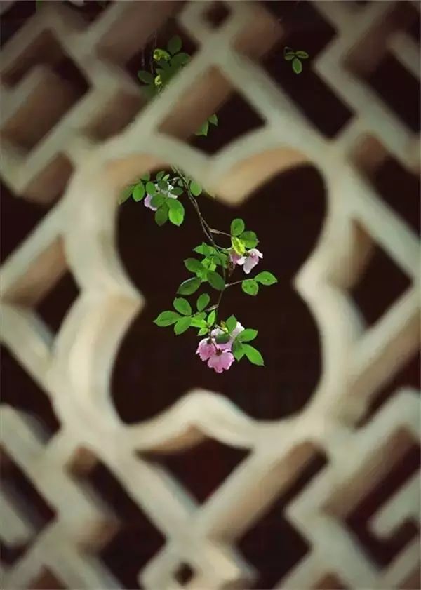 关于兰花的唯美意境诗句,关于兰花香溢的唯美诗句