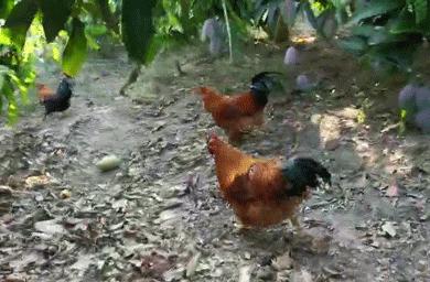 吃货推荐好吃的水果,香甜多汁海南贵妃应季水果