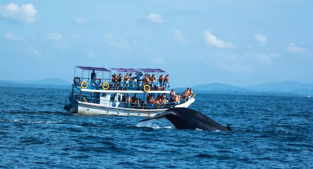 斯里兰卡对中国游客免签30天,斯里兰卡对华限时免签