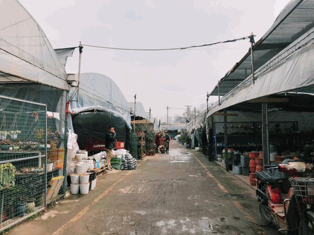 今年的花市在哪里逛,周末去花市买花