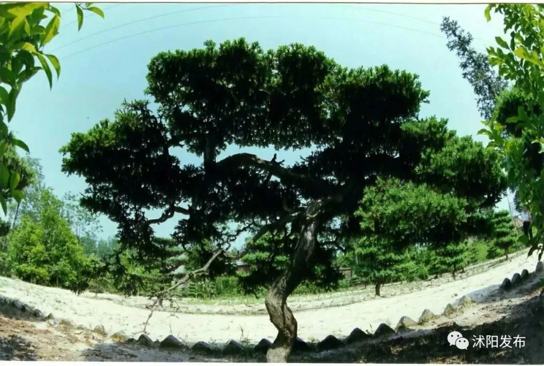 带你了解沭阳,普及沭阳知识