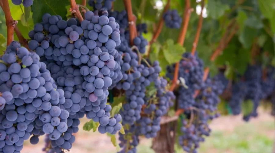 很甜但不长胖的水果,酸酸甜甜不发胖的水果