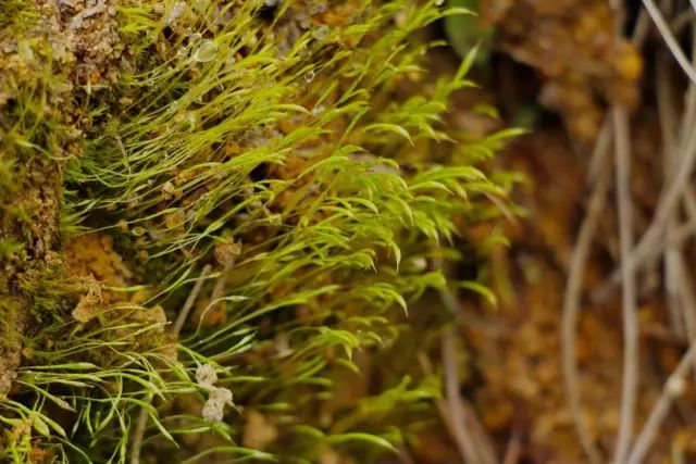 机构上百元的自然课程~春日踏青最常见的，孩子想知道的都在这里！大自然拓荒者小矮人~