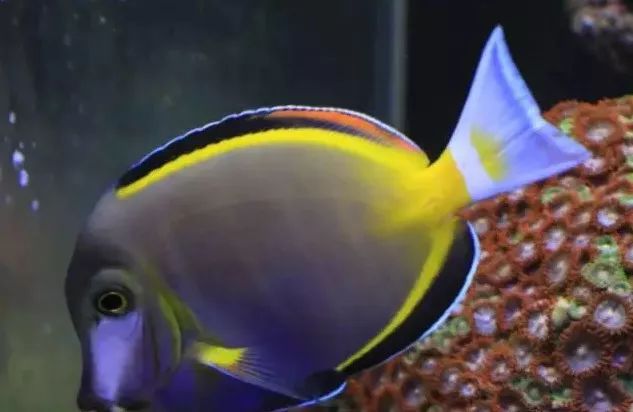 海缸珊瑚的饲养,海缸新手入门详细教程及注意事项