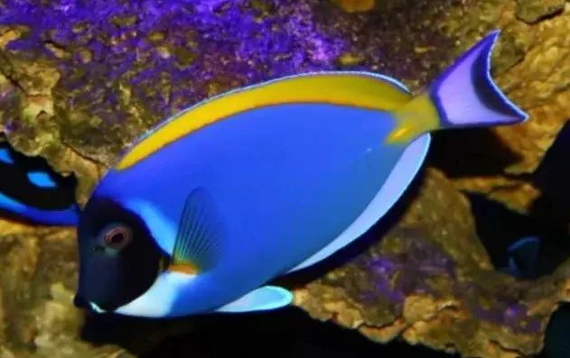 海缸珊瑚的饲养,海缸新手入门详细教程及注意事项