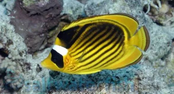 起起伏伏教程,海缸珊瑚的饲养