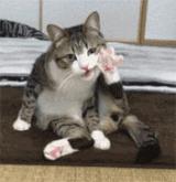 一个猫爪杯被炒至千元，真的不是恋足癖吗？