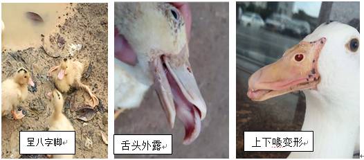 鸭子大舌头病怎么治疗,鸭子有时瘸腿怎么办