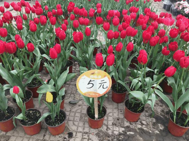 花市买花推荐,今年的花市在哪里逛