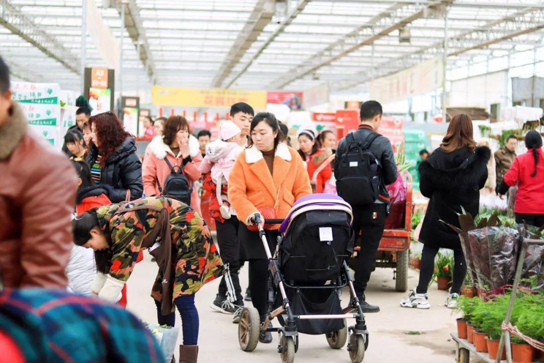今年的花市在哪里逛,周末去花市买花
