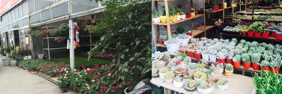 今年的花市在哪里逛,周末去花市买花