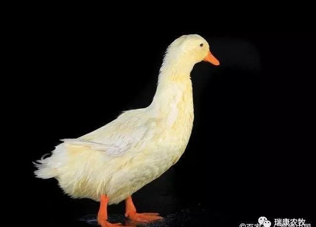 鸭鹅病的特征图片,鸭鹅常见病的症状和治疗方法
