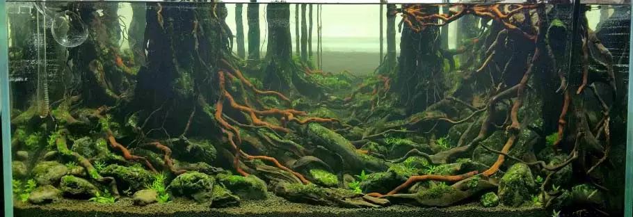 ada2021造景大赛第一名高清图,22年ada造景大赛