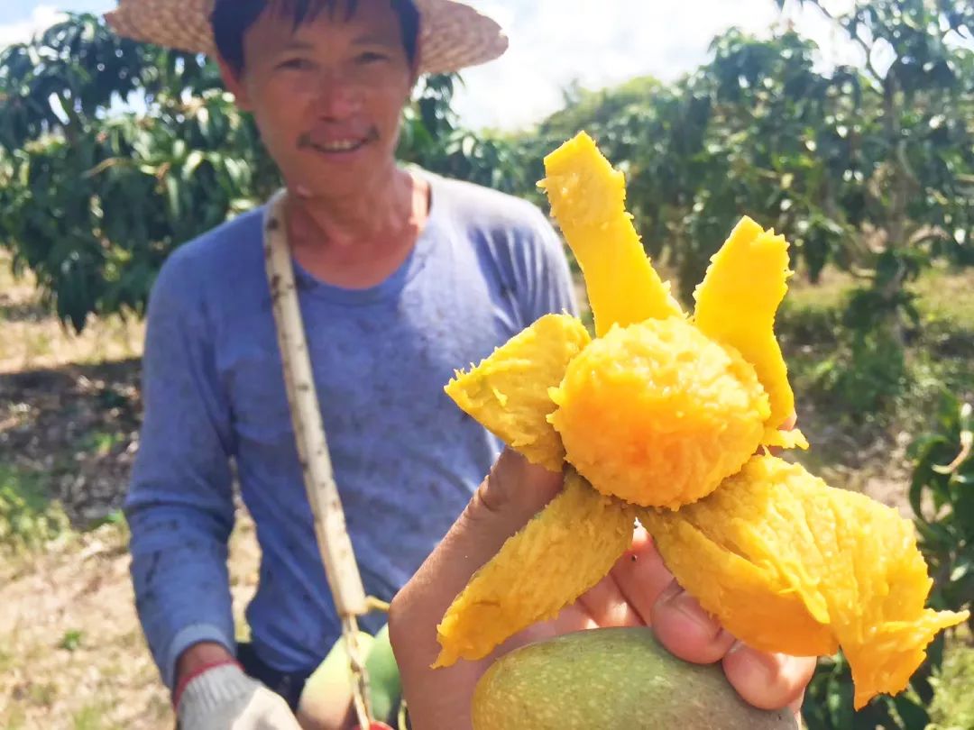 吃货推荐好吃的水果,香甜多汁海南贵妃应季水果