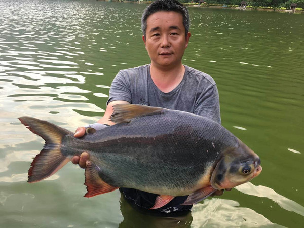 泰国艾克索公园巨物钓场,泰国巨物池钓鱼费用