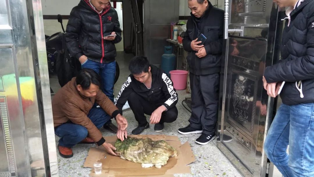 太岁到底是什么生物,太岁是挖出来的吗