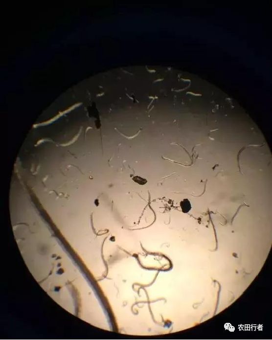 沙糖桔树卷叶的原因,砂糖橘叶片干枯是何原因