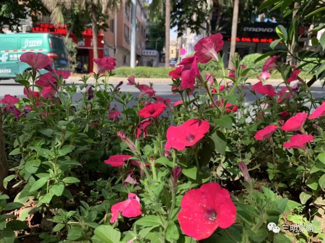 这是一份来自三明的“春天使用说明书”，请仔细阅读！