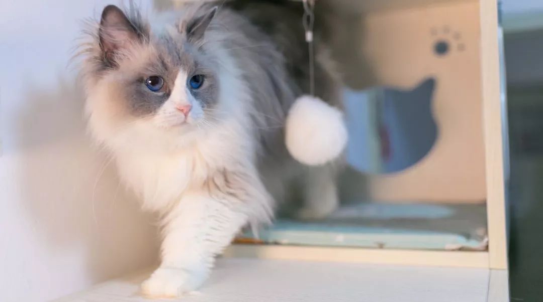 家养鹅当宠物需要注意什么,与宠物接触要注意什么