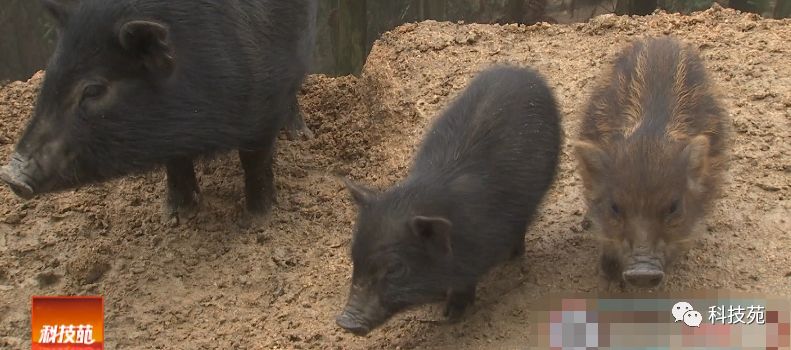 鱼爸孵卵，野猪打洞，蜂王也能把钱赚！