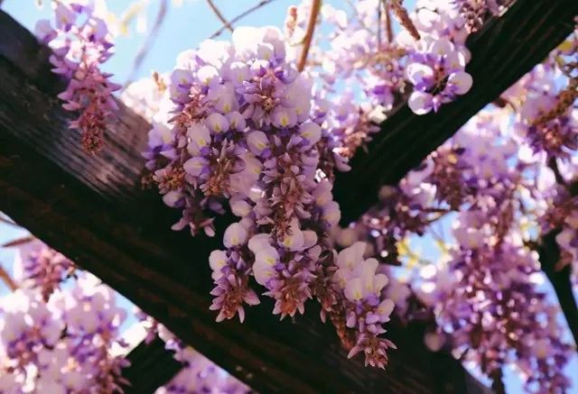 上海人春天爱吃的美食,春天上海最好吃的东西