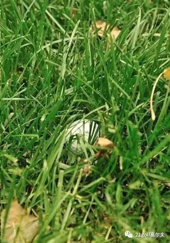 长草区教学,长草区攻略大全