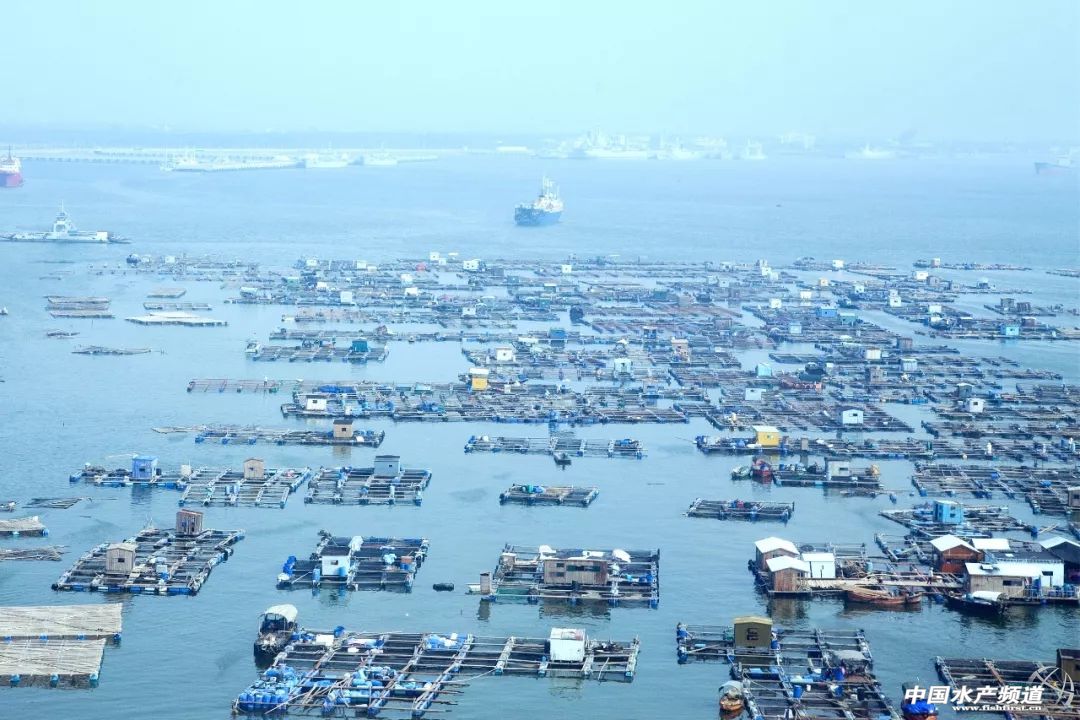 湛江最实惠的海鲜街,湛江草潭镇海鲜攻略