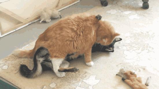 有猫有狗怎么喂粮,有猫有狗好不好