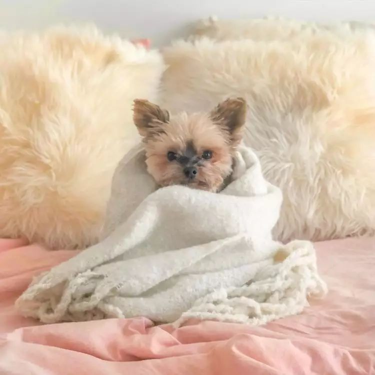 采访俞灏明嗓子哑了配的什么音,俞灏明嗓子哑了