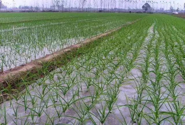 怎样有效的增加土壤的碳元素,土壤中缺了有机质会怎么样