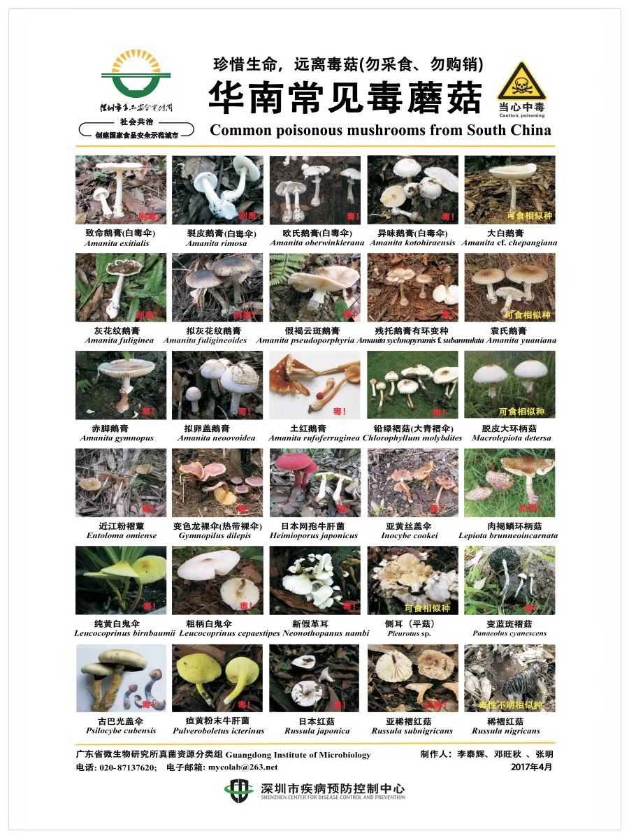 2017毒蘑菇中毒指南,广东进入毒蘑菇高发季节